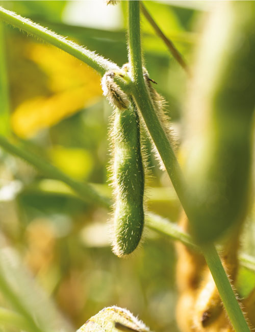 sostenibilidad-legumbristas-1