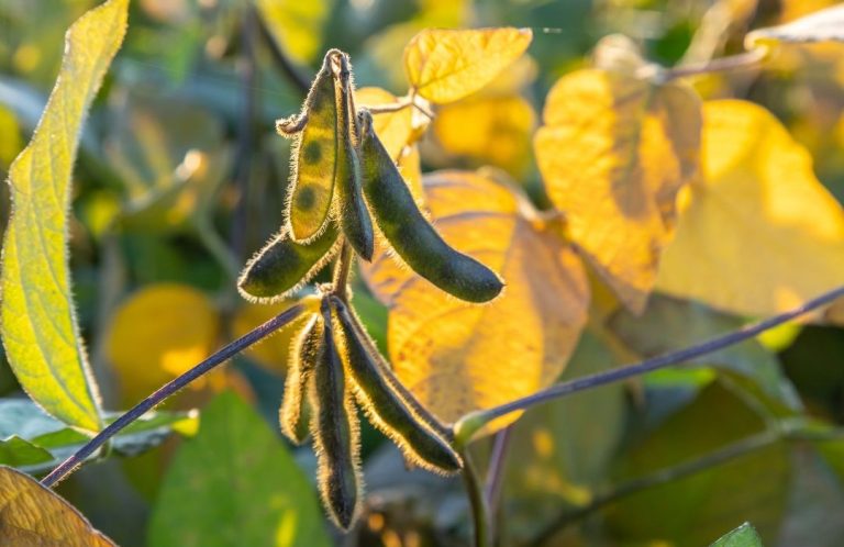 Europa se enfoca en el cultivo de legumbres y leguminosas