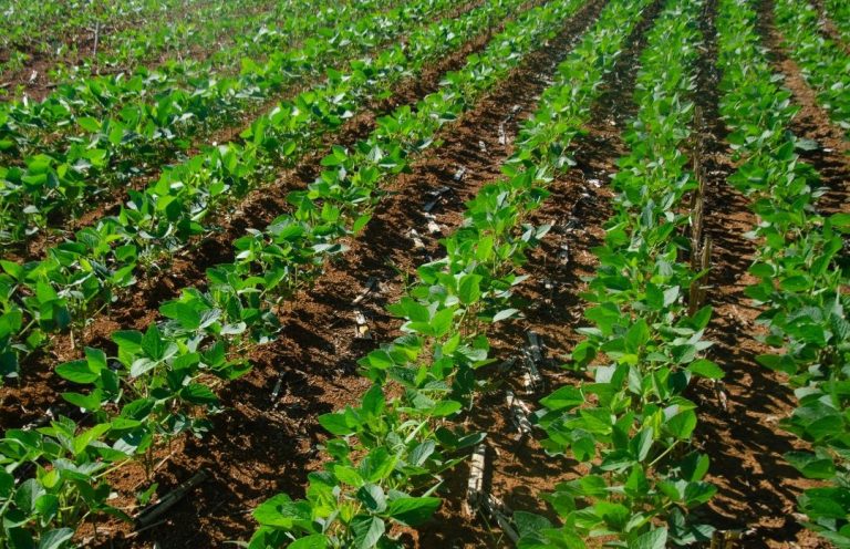 El cultivo y el beneficio medioambiental de las legumbres